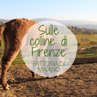 colline di Firenze