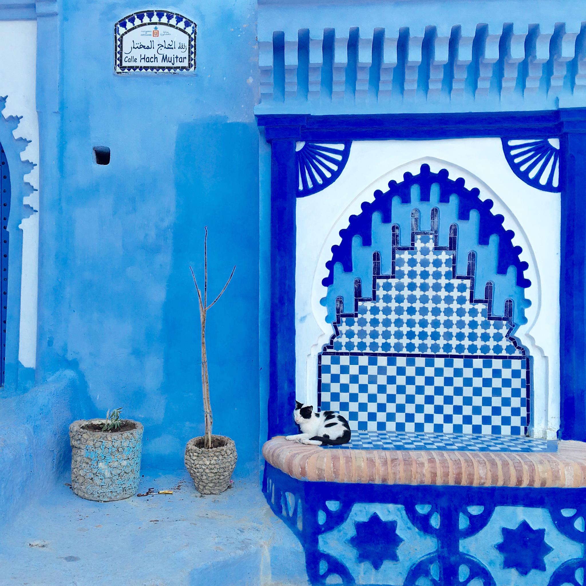 Chefchaouen - Marocco città blu gatto