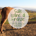 Sulle colline di Firenze: la Fattoria di Maiano